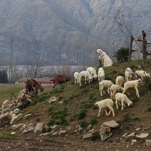 La Stalla dei Ciuchi